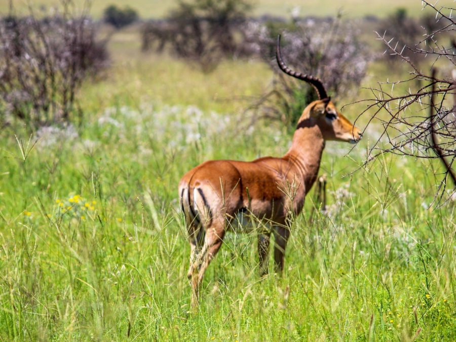 0 Bedroom Property for Sale in Lekwena Wildlife Estate North West